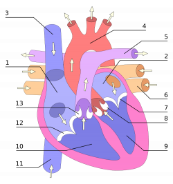 File:Heart numlabels.svg - Wikimedia Commons