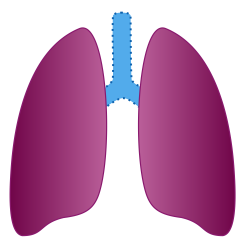 File:Icône poumon.svg - Wikimedia Commons