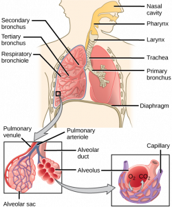 The lungs and pulmonary system (video) | Khan Academy