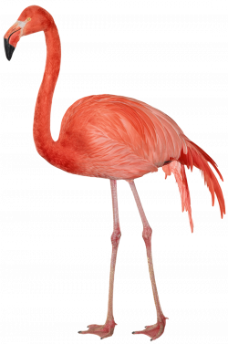 Resultado de imagen para flamingo | Aves: flamencos | Pinterest | Bird