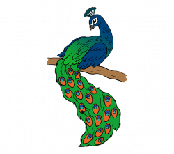 28+ Collection of Images Of Peacock Drawing | High quality, free ...