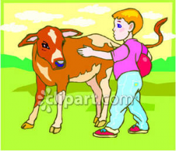Boy Petting a Baby Cow - Royalty Free Clipart Picture