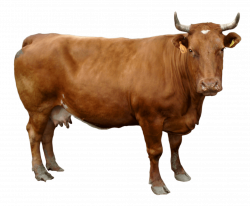 Black White Cow transparent PNG - StickPNG