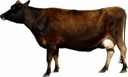 Cow / Image ID: 352 | PNG Photo with Transparent Background