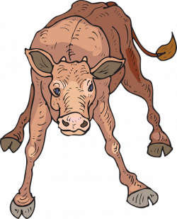 Baby Calf PNG Transparent Baby Calf.PNG Images. | PlusPNG