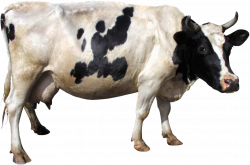 Cow PNG images