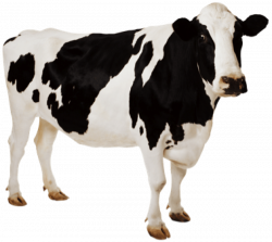 cow png - Free PNG Images | TOPpng