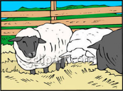 Wooly Sheep In a Pen - Royalty Free Clipart Picture