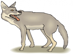 Coyote clipart - /animals/C/coyote/coyote_2/Coyote_clipart.png.html