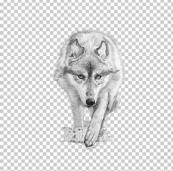 Gray Wolf Coyote Drawing PNG, Clipart, Angry Wolf Face ...