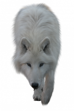 White Wolf by ~ITSDura on deviantART | PNG files for ...