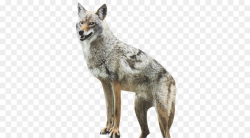 Coyote Dog Red Fox Duck Goose - Hung Cli #55451 - PNG Images ...