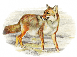 Free Coyote Clipart - Clip Art Image 4 of 5