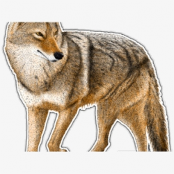 Coyote Clipart Logo - Arizona Coyotes Logo 2016 #1442518 ...