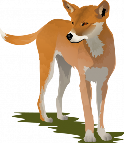 Dingo Clipart Group (67+)