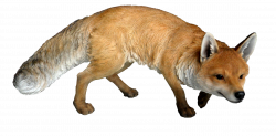Fox Eyes PNG Clipart - Stickers | PNG