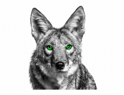 Coyote Png Coyote With Green Eyes - Clip Art Library