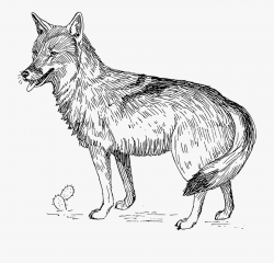 Jackal Clipart Land Animal - Black And White Clip Art Coyote ...