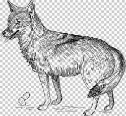 Coyote animal ilustraciones lobo gris, coyote PNG Clipart ...