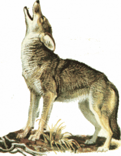 Free Howling Coyote Cliparts, Download Free Clip Art, Free ...