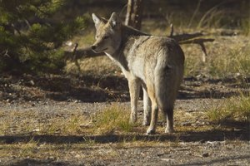 Free Coyote Photo Clipart Image 0001-0312-2300-0846 | Animal ...