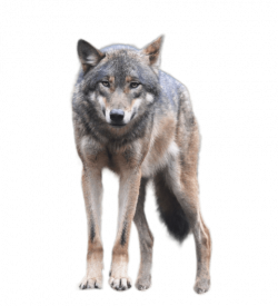 Portable Network Graphics Clip art Coyote Transparency Image ...