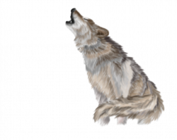 Wolf Transparent PNG File | Web Icons PNG