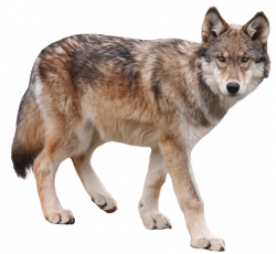 Howling coyote clipart - Animal Kid