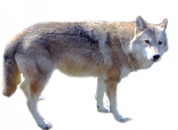 Cute Wolf Standing PNG Image - PurePNG | Free transparent CC0 PNG ...