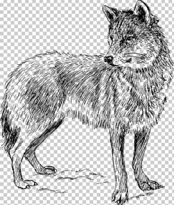 Arctic Wolf Coyote Iberian Wolf Wolf Walking PNG, Clipart ...