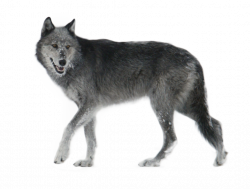 Wolf PNG image, free picture download
