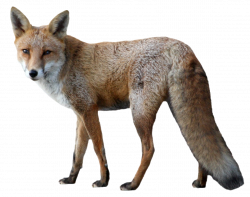 Fox PNG Image - PurePNG | Free transparent CC0 PNG Image Library