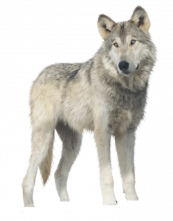 Jericho, Wolf PNG by RAYNExstorm | Overlay/PNG | Pinterest