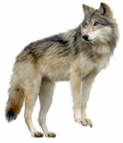 Wolf Looking Sideview transparent PNG - StickPNG