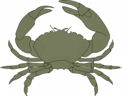 Free Image on Pixabay - Crab, Claws, Water, Animal, Pincers | Water ...