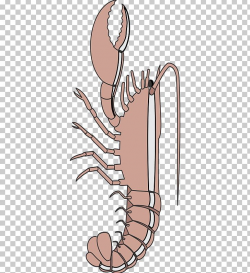 Crab Thumb Human Leg Decapoda PNG, Clipart, Arm, Artwork ...