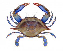 Crab PNG Picture - peoplepng.com
