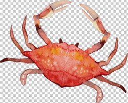 Crab Euclidean Cangrejo PNG, Clipart, Animals, Animal Source ...