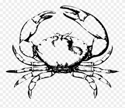 Energy Drawings Of Crabs Blue Crab Drawing Clipart - Crab ...