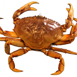 Crab transparent PNG - StickPNG