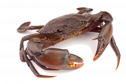 Crab PNG Clipart | PNG Mart