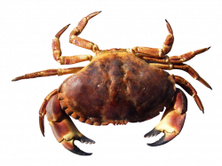 Crab PNG HD - peoplepng.com