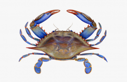 Maryland Crab Clipart - Blue Crab Clip Art #82227 - Free ...