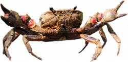 Popular and Trending crab Stickers on PicsArt