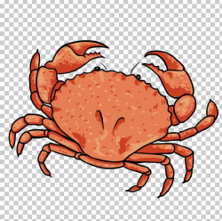 Dungeness Crab Lobster PNG, Clipart, Animals, Animal Source ...