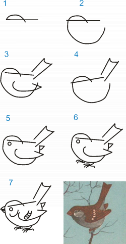 How to draw sparrow | zīmēšana,gleznošana | Pinterest | Animal ...
