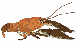 Crawfish clipart crustaceans - Pencil and in color crawfish clipart ...