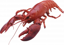 Lobster Large Front transparent PNG - StickPNG