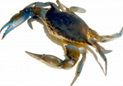 39 units of Crab Images