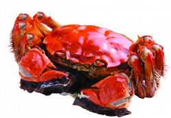 Crab Hd Pics - Best Crab For Food 2018